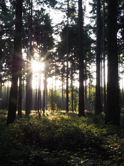 Vagevuurbos en Lippensgoed-Bulskampveld (België)